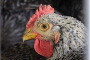 Kikiriki - Photos taken inside Kikiriki Live Poultry - Captured at Kikiriki Live Poultry Inc, NY United States.