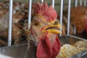 Kikiriki - Photos taken inside Kikiriki Live Poultry - Captured at Kikiriki Live Poultry Inc, NY United States.