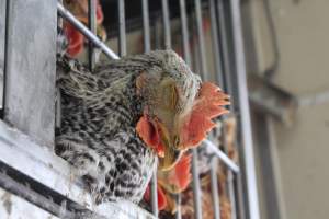 Kikiriki - Photos taken inside Kikiriki Live Poultry - Captured at Kikiriki Live Poultry Inc, NY United States.