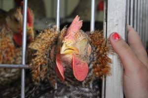 Kikiriki - Photos taken inside Kikiriki Live Poultry - Captured at Kikiriki Live Poultry Inc, NY United States.