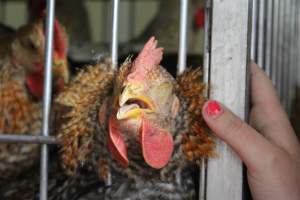 Kikiriki - Photos taken inside Kikiriki Live Poultry - Captured at Kikiriki Live Poultry Inc, NY United States.
