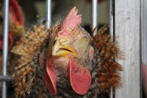 Kikiriki - Photos taken inside Kikiriki Live Poultry - Captured at Kikiriki Live Poultry Inc, NY United States.