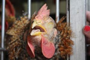 Kikiriki - Photos taken inside Kikiriki Live Poultry - Captured at Kikiriki Live Poultry Inc, NY United States.