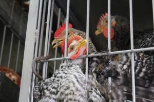Kikiriki - Photos taken inside Kikiriki Live Poultry - Captured at Kikiriki Live Poultry Inc, NY United States.