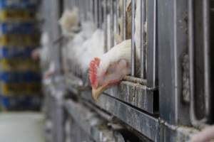Kikiriki - Photos taken inside Kikiriki Live Poultry - Captured at Kikiriki Live Poultry Inc, NY United States.