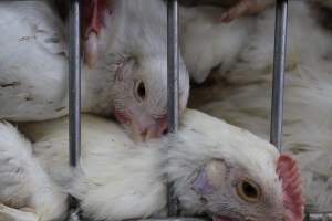 Kikiriki - Photos taken inside Kikiriki Live Poultry - Captured at Kikiriki Live Poultry Inc, NY United States.