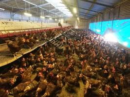 Busselton Free Range Egg Farm - https://landmarkharcourts.com.au/Property/778707/LEP28853/Busselton-Free-Range-Vegi-Egg-Farm - Captured at Busselton Free Range Vegi Egg Farm, Ludlow WA Australia.