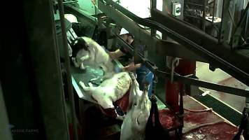 Still from hidden camera footage - Captured at Carey Bros Abattoir, Yangan QLD Australia.