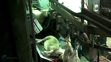 Still from hidden camera footage - Captured at Carey Bros Abattoir, Yangan QLD Australia.