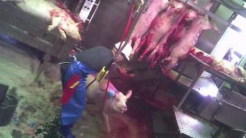 Still from hidden camera footage - Captured at Carey Bros Abattoir, Yangan QLD Australia.