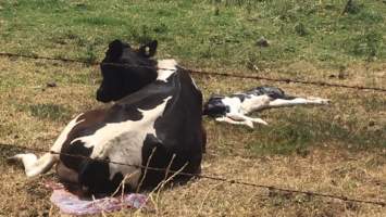 Mother cow baking in sun, unable to get up with dead calf in front of her - The mother was left in the hot sun, in the paddock, with her dead calf in front of her. The farmer approached at great speed on a quad bike as we approached on the footpath and took a photo. The farmer tried to take our camera and demanded we delete the photo. He said he had