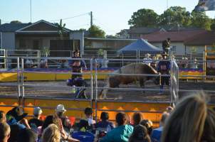 Xtreme Bulls Rodeo - Penrith - 'Mini Buckers' - Captured at Penrith NSW.