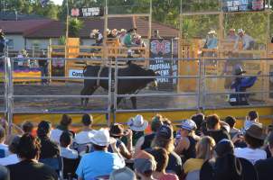 Xtreme Bulls Rodeo - Penrith - Captured at Penrith NSW.