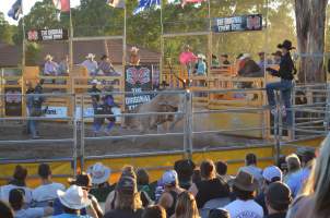 Xtreme Bulls Rodeo - Penrith - Captured at Penrith NSW.