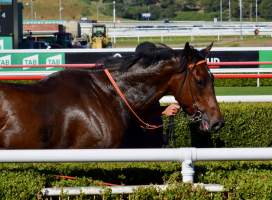 Captured at Royal Randwick Racecourse, Randwick NSW Australia.