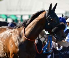 Captured at Royal Randwick Racecourse, Randwick NSW Australia.