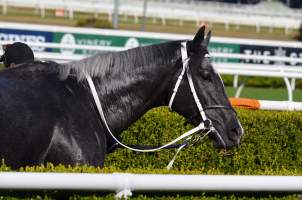 Captured at Royal Randwick Racecourse, Randwick NSW Australia.