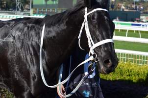 Captured at Royal Randwick Racecourse, Randwick NSW Australia.