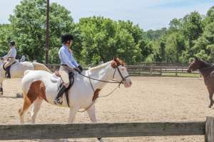 Horse Show - Photos of so called 