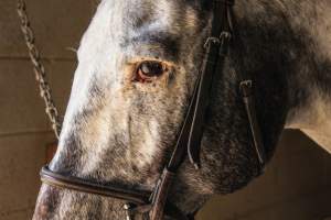Horse Show - Photos of so called