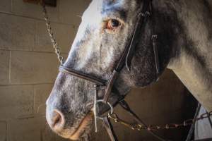 Horse Show - Photos of so called 