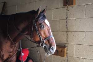 Horse Show - Photos of so called