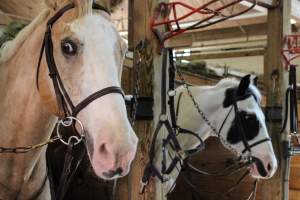 Horse Show - Photos of so called