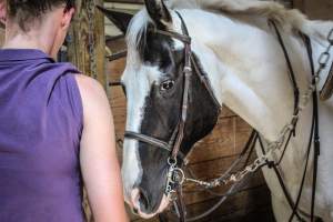 Horse Show - Photos of so called