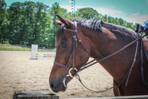 Horse Show - Photos of so called 