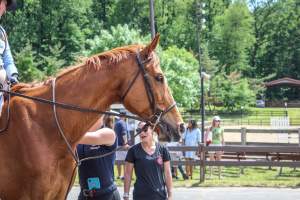 Horse Show - Photos of so called