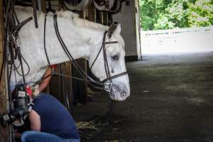 Horse Show - Photos of so called