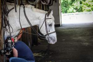 Horse Show - Photos of so called 