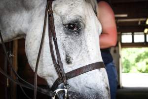 Horse Show - Photos of so called 