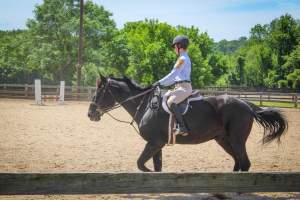 Horse Show - Photos of so called 