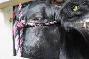 New Jersey Jackpot Show - Photos taken of various beef cattle whomst are about to be shown off for an auction-like event. - Captured at Sussex County Fairgrounds, Frankford NJ United States.