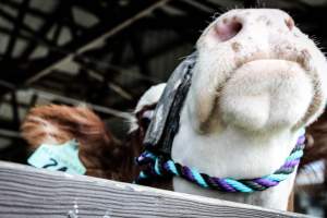 New Jersey Jackpot Show - Photos taken of various beef cattle whomst are about to be shown off for an auction-like event. - Captured at Sussex County Fairgrounds, Frankford NJ United States.