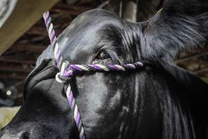 New Jersey Jackpot Show - Photos taken of various beef cattle whomst are about to be shown off for an auction-like event. - Captured at Sussex County Fairgrounds, Frankford NJ United States.