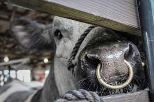 New Jersey Jackpot Show - Photos taken of various beef cattle whomst are about to be shown off for an auction-like event. - Captured at Sussex County Fairgrounds, Frankford NJ United States.