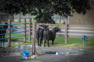 New Jersey Jackpot Show - Photos taken of various beef cattle whomst are about to be shown off for an auction-like event. - Captured at Sussex County Fairgrounds, Frankford NJ United States.