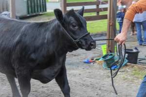 New Jersey Jackpot Show - Photos taken of various beef cattle whomst are about to be shown off for an auction-like event. - Captured at Sussex County Fairgrounds, Frankford NJ United States.