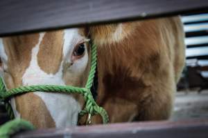 New Jersey Jackpot Show - Photos taken of various beef cattle whomst are about to be shown off for an auction-like event. - Captured at Sussex County Fairgrounds, Frankford NJ United States.