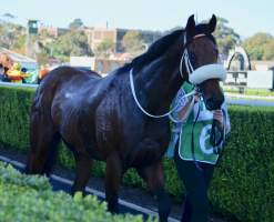 Captured at Royal Randwick Racecourse, Alison Road, Randwick NSW.