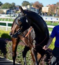 Captured at Royal Randwick Racecourse, Alison Road, Randwick NSW.