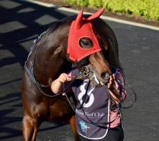 Wearing a tongue tie. - Captured at Royal Randwick Racecourse, Alison Road, Randwick NSW.