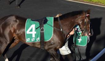 Captured at Royal Randwick Racecourse, Alison Road, Randwick NSW.