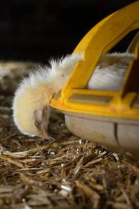 Dead Chick in Feeder - Captured at Hart Road, Lower Light SA.