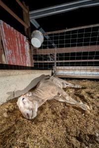 Dead Ram in Holding Pen - Captured at Snowtown Abattoir, Snowtown SA Australia.