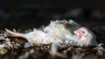 Chicken stuck on their back - Captured at Unknown, Parwan VIC Australia.