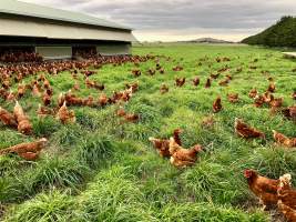 Layer hens outside the shed at a free-range farm. 

Even free-range farms have a multitude of welfare issues, including:
 - Painful de-beaking at the hatchery, to minimise the harm they can do to each other in the confinement of the shed (https://www.farmtransparency.org/videos?id=b4c0eb26f9)
 - Slaughter of all male chicks at the hatchery, usually by shredding them in a 'macerator' (https://www.farmtransparency.org/videos?id=99a1846269). This is standard across all commercial egg hatcheries, regardless of whether the hens end up in caged, barn or free range farms. 
 - Due to decades of genetic manipulation and selective breeding, the hens lay an egg almost every day for a total of up to 330 per year, compared to the 10-15 that a wild hen would lay. This takes a substantial toll on their physical health. 
 - Slaughter of hens from 18 months of age, once their egg-laying has slowed significantly enough for them to be considered 'spent'. Two common methods for killing them are sending them to a slaughterhouse (https://www.farmtransparency.org/videos?id=77d90d11c2), or killing them on on farm using a portable gas chamber.

Chickens naturally form and live within a social hierarchy called a pecking order, but are only able to recognise around 100 other chickens. In sheds or paddocks with thousands of other birds, their inability to maintain this pecking order results in chaos. The weak birds are picked on with no way to escape. Disease spreads rapidly; an outbreak of avian influenza at a New South Wales free range egg farm in 2013, believed to be contracted from wild ducks, led to the culling of over 400,000 farmed hens.

To find out more about Australian egg farming: www.watchdominion.com - Captured at Josh's Rainbow Eggs, Monegeetta VIC Australia.