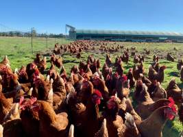 Layer hens outside the shed at a free-range farm.
Even free-range farms have a multitude of welfare issues, including:
- Painful de-beaking at the hatchery, to minimise the harm they can do to each other in the confinement of the shed (https://www.farmtransparency.org/videos?id=b4c0eb26f9)
- Slaughter of all male chicks at the hatchery, usually by shredding them in a 'macerator' (https://www.farmtransparency.org/videos?id=99a1846269). This is standard across all commercial egg hatcheries, regardless of whether the hens end up in caged, barn or free range farms.
- Due to decades of genetic manipulation and selective breeding, the hens lay an egg almost every day for a total of up to 330 per year, compared to the 10-15 that a wild hen would lay. This takes a substantial toll on their physical health.
- Slaughter of hens from 18 months of age, once their egg-laying has slowed significantly enough for them to be considered 'spent'. Two common methods for killing them are sending them to a slaughterhouse (https://www.farmtransparency.org/videos?id=77d90d11c2), or killing them on on farm using a portable gas chamber.
Chickens naturally form and live within a social hierarchy called a pecking order, but are only able to recognise around 100 other chickens. In sheds or paddocks with thousands of other birds, their inability to maintain this pecking order results in chaos. The weak birds are picked on with no way to escape. Disease spreads rapidly; an outbreak of avian influenza at a New South Wales free range egg farm in 2013, believed to be contracted from wild ducks, led to the culling of over 400,000 farmed hens.
To find out more about Australian egg farming: www.watchdominion.com - Captured at Josh's Rainbow Eggs, Monegeetta VIC Australia.